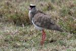 Vanellus coronatus - Crowned Lapwing