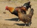 Gallus gallus - kur bankivský