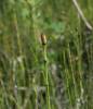 Equisetum variegatum - přeslička různobarvá
