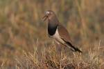 Vanellus melanopterus - Black-winged Lapwing