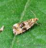 Syricoris lacunana - obaleč jahodníkový