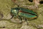 Buprestis splendens