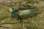Buprestis splendens