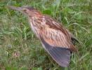 Ixobrychus minutus minutus - bukáček malý evropský
