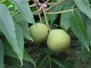 Juglans nigra - ořešák černý