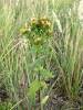 Inula conyzae - oman hnidák