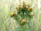 Inula conyzae - oman hnidák