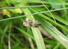 Syricoris lacunana - obaleč jahodníkový