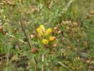 Inula conyzae - oman hnidák