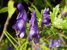 Aconitum variegatum - oměj pestrý