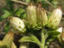 Inula conyzae - oman hnidák