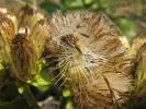 Inula conyzae - oman hnidák