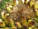 Inula conyzae - oman hnidák