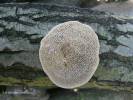 Daedaleopsis confragosa - síťkovec načervenalý