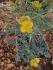 Glaucium flavum - rohatec žlutý