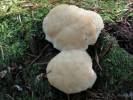 Postia ptychogaster