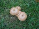 Armillaria gallica - václavka hlíznatá