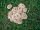 Armillaria gallica - václavka hlíznatá