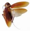 Periplaneta americana - šváb americký
