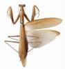 Mantis religiosa - kudlanka nábožná