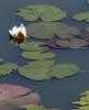 Nymphaea alba - leknín bílý