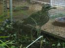 Burhinus capensis - Spotted Thick-knee