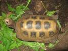 Indotestudo elongata - želva podlouhlá