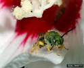 Agapostemon virescens
