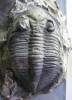 Odontochile hausmanni