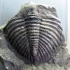 Odontochile hausmanni