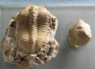 Metacalymene baylei