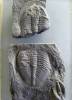 Nobiliasaphus repulsus