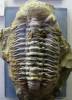 Phacops major