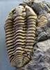 Flexicalymene incerta