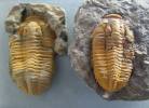 Prionocheilus mendax
