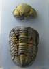 Ormathops barroisi
