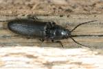 Hemicrepidius niger - kovařík černý