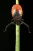 Ixodes ricinus - klíště obecné