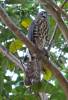 Accipiter badius