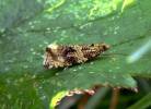 Syricoris lacunana - obaleč jahodníkový