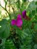 Vicia pyrenaica