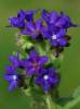 Anchusa officinalis - pilát lékařský