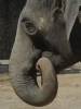 Elephas maximus indicus - slon indický