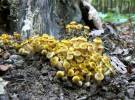 Armillaria gallica - václavka hlíznatá