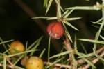 Juniperus oxycedrus
