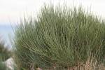 Ephedra major