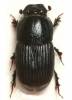 Eupleurus subterraneus subterraneus