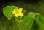 Oxalis stricta - šťavel evropský