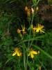 Hypericum pulchrum - třezalka pěkná