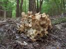 Sparassis crispa - Wood Cauliflower